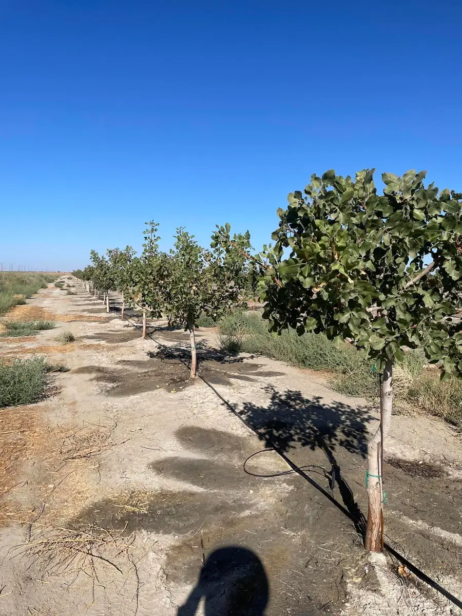 W Ave 24 Avenue W, Allensworth, CA 93219 - #3