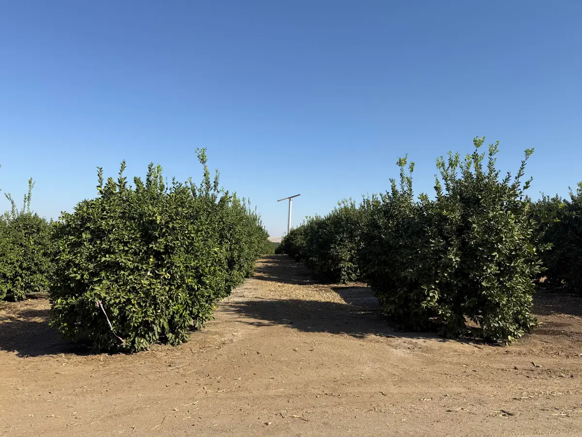 25389 Ave 120, Porterville, CA 93257 - #1