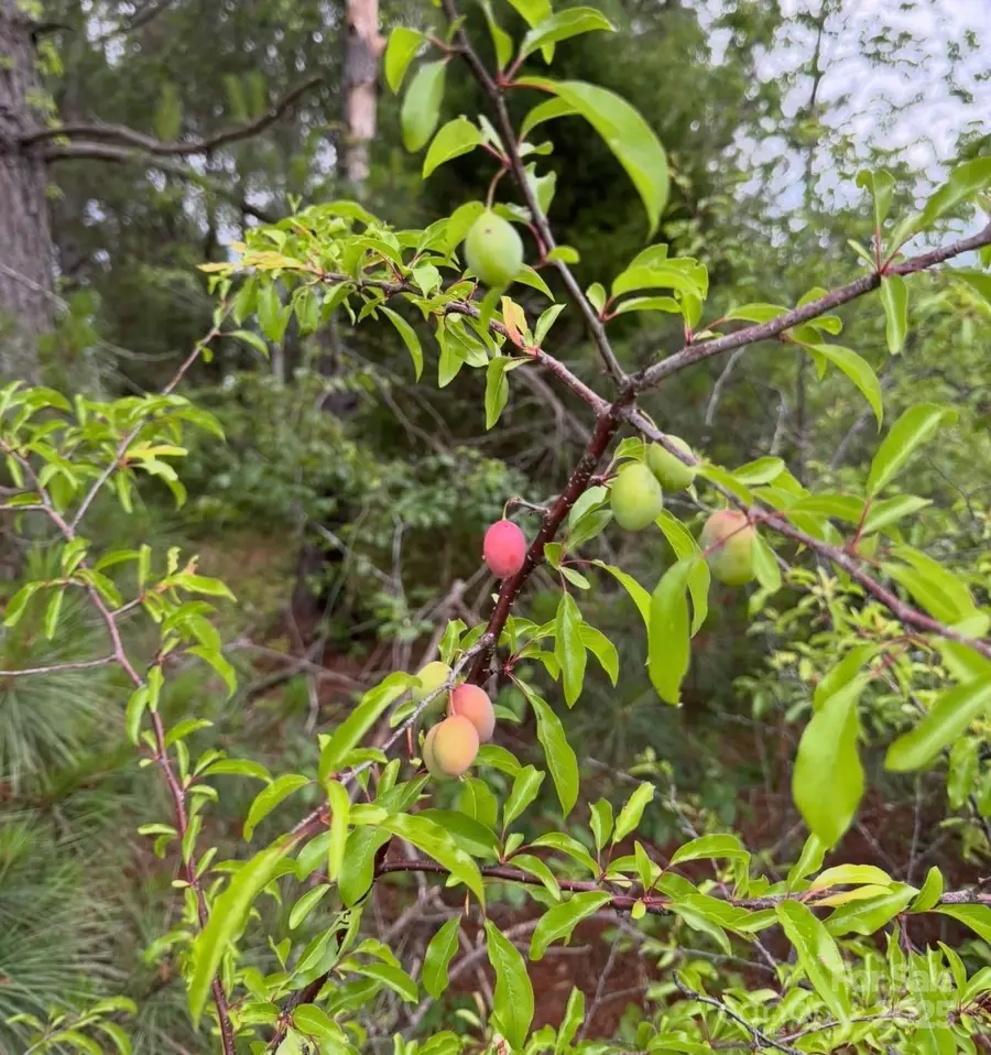 5155 Percy Lane, Wallace, SC 29596 - Image #3