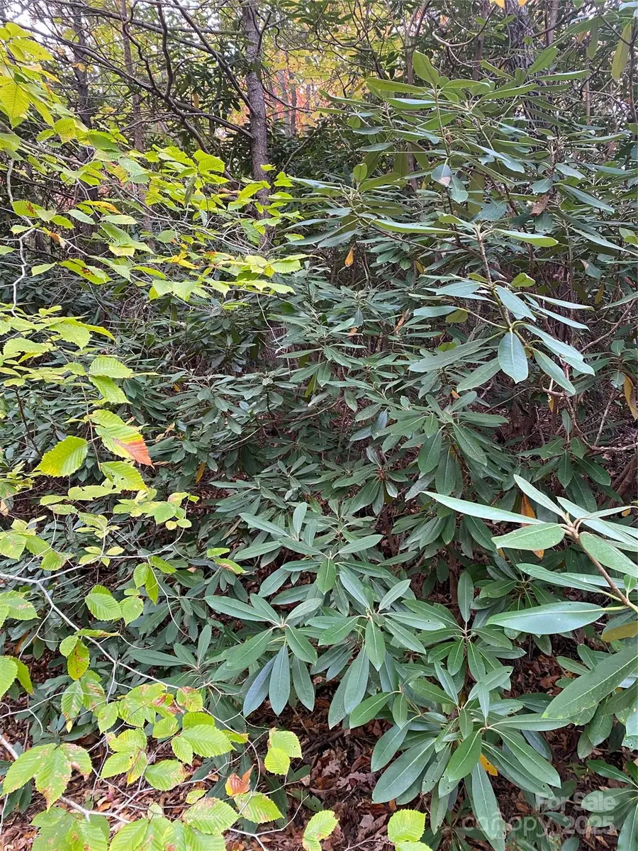 0000 Raleigh Drive #8 & 9, Chimney Rock, NC 28761 - Image #2