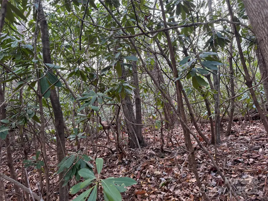 99999 Shenandoah Terrace, Montreat, NC 28757 - Image #3