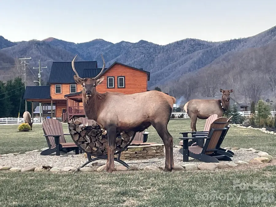 54 Meandering Way, Maggie Valley, NC 28751 - #2