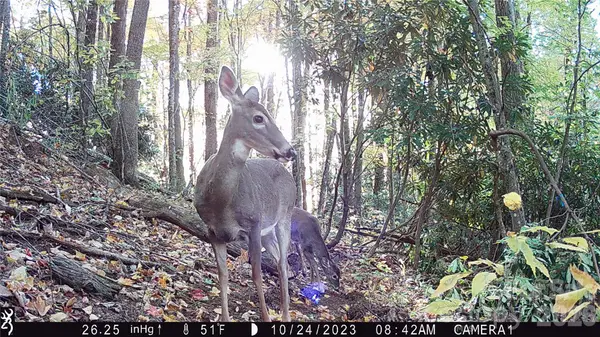 2778 Mule Stomp Road, Clyde, NC 28721