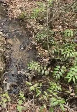 575 Shannons Walk, Lake Lure, NC 28746 - #3