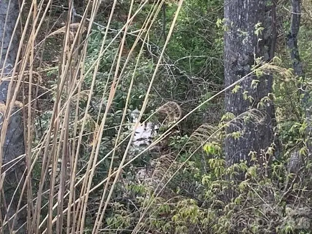 1.0AC Holbert Cove Road #2, Saluda, NC 28773 - #1