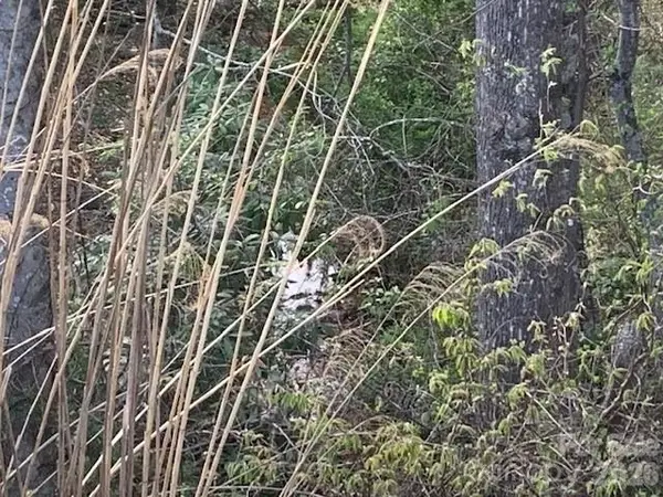 1.0AC Holbert Cove Road #2, Saluda, NC 28773