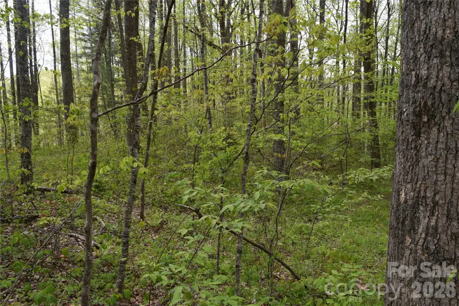 TBD Cabin Flats Road, Balsam, NC 28707 - #2