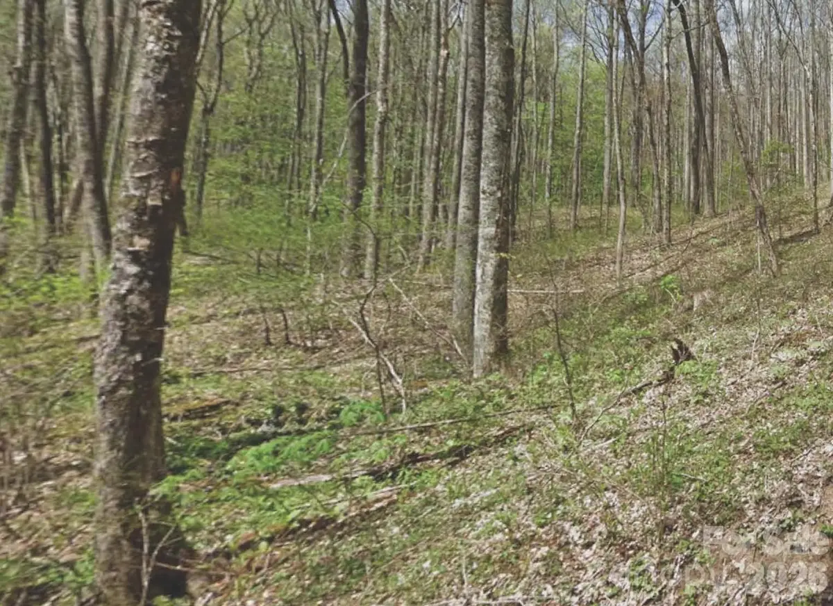 000 Heather Way, Waynesville, NC 28786 - #1