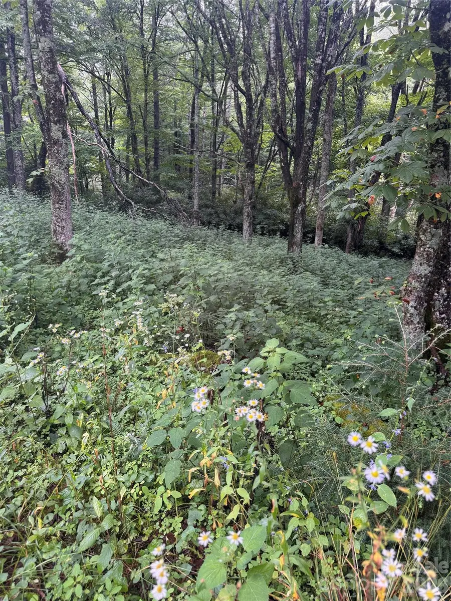 TBD Sugar Mountain 2 Road #B, Newland, NC 28657 - #2