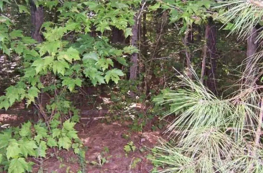 104 Shaman Drive, Louisburg, NC 27549 - #3