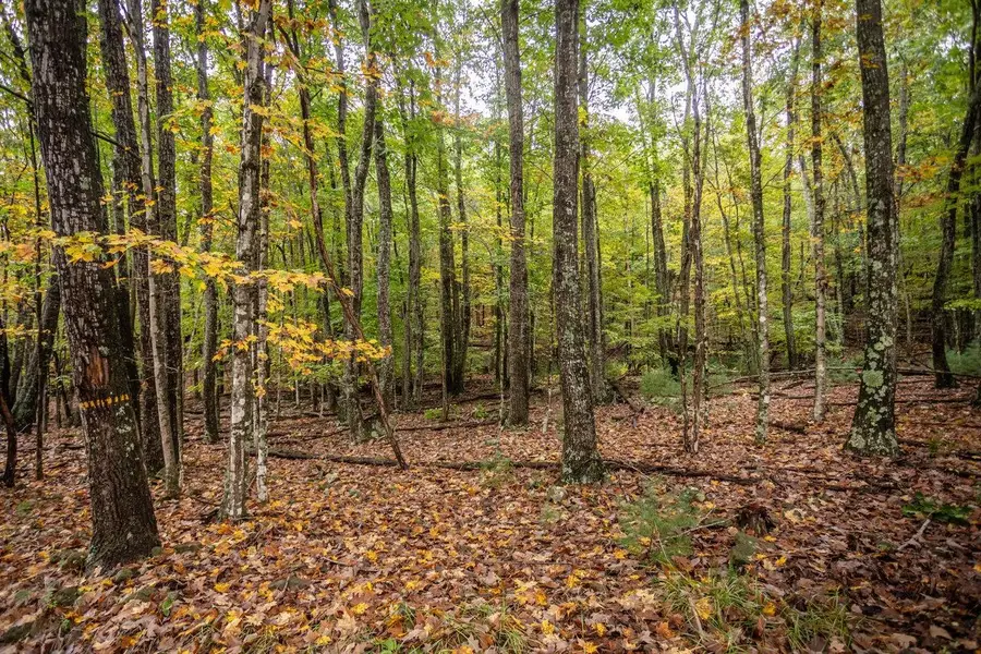 0-22.72 ac Dry Run Rd, Sugar Grove, WV 26815 - #3
