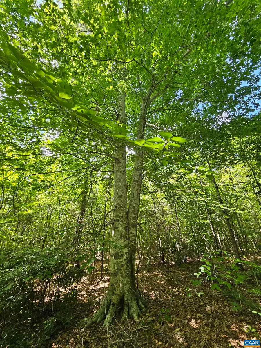 100 Ac James Anderson Hwy W, Gladstone, VA 24553 - #3