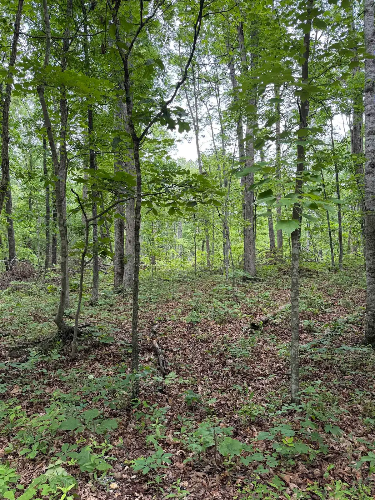 Lot 50 Lake Dr, Crimora, VA 24431 - #1