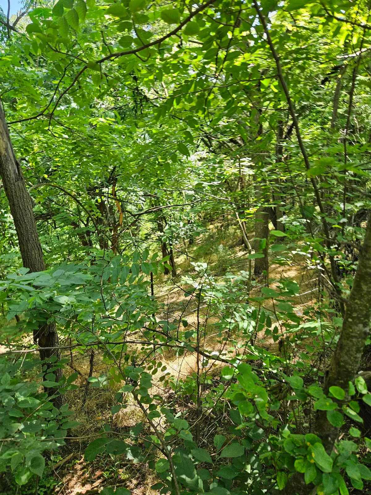 3 acres Mossy Creek Rd, Mount Solon, VA 22843 - #1