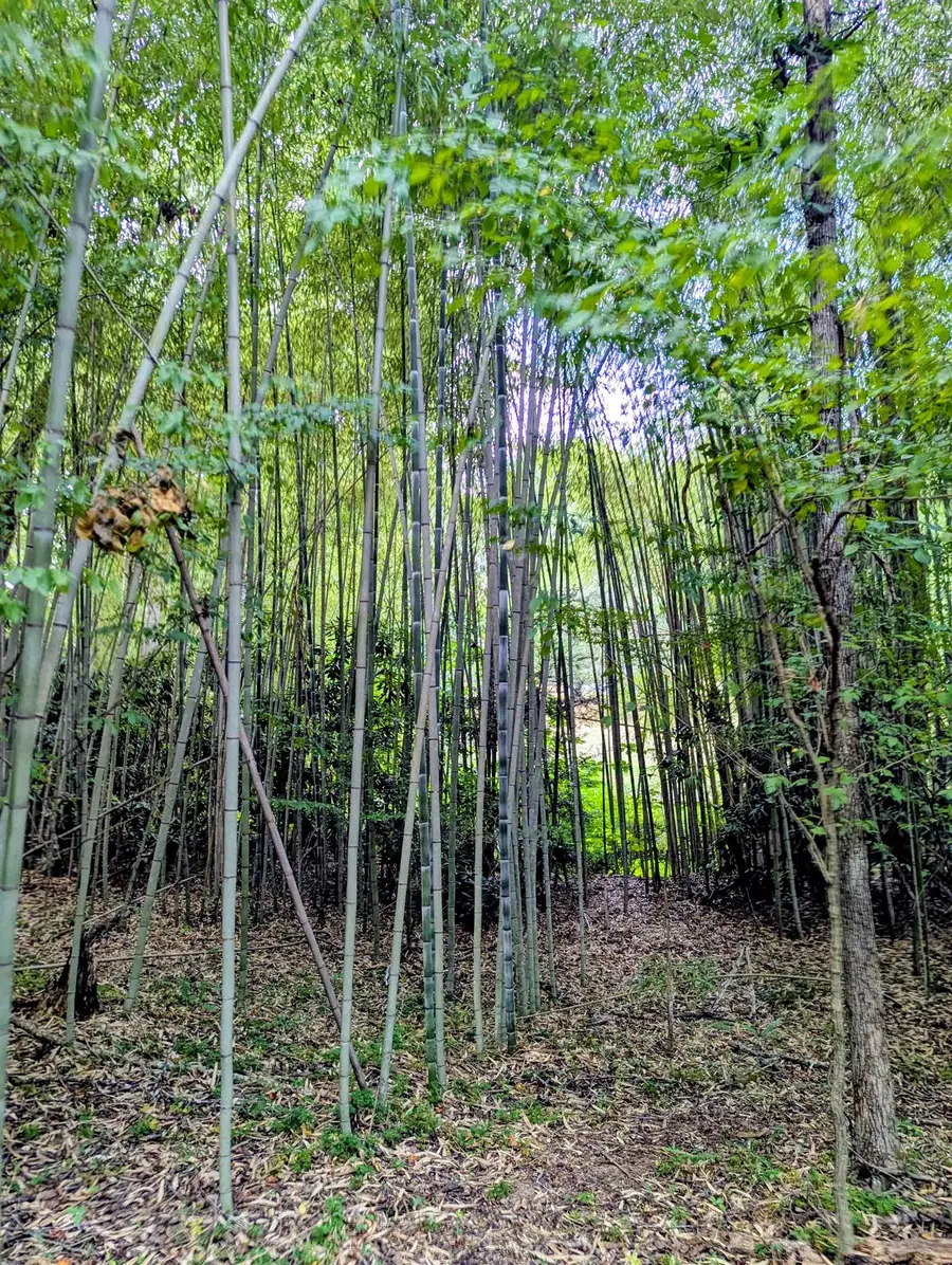 TBD Burton Lake Rd, Chatham, VA 24531 - #2