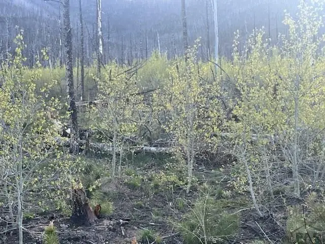 TBD Ellenz Rd, La Veta, CO 81055 - #3