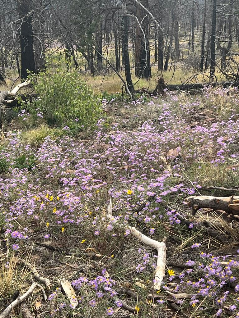 Lot 542 Forbes Pk, Fort Garland, CO 81133 - #2