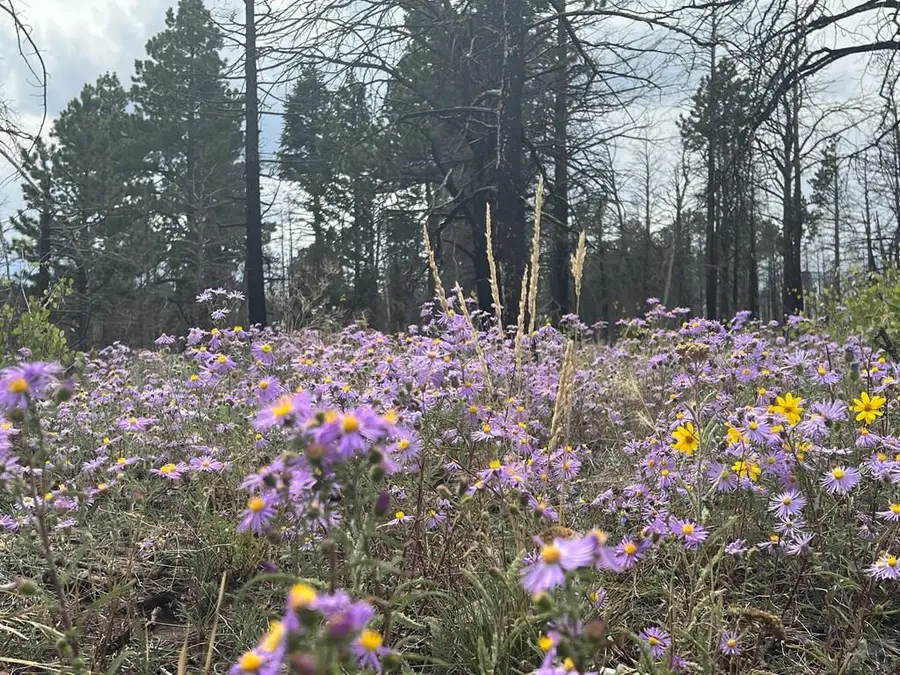 Lot 542 Forbes Pk, Fort Garland, CO 81133 - #3