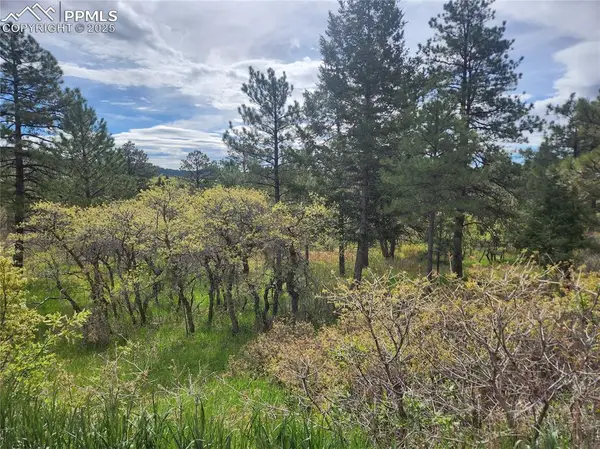 Buena Vista Avenue, Palmer Lake, CO 80133