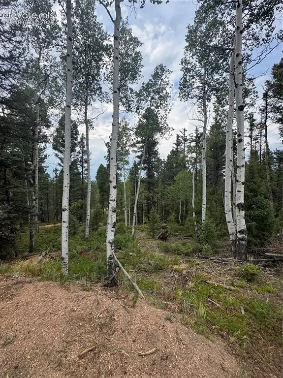 111 Elk Creek Drive, Divide, CO 80814 - #1