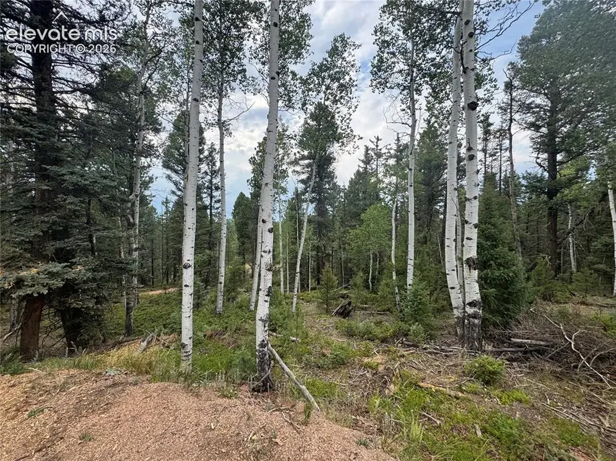 111 Elk Creek Drive, Divide, CO 80814 - #2