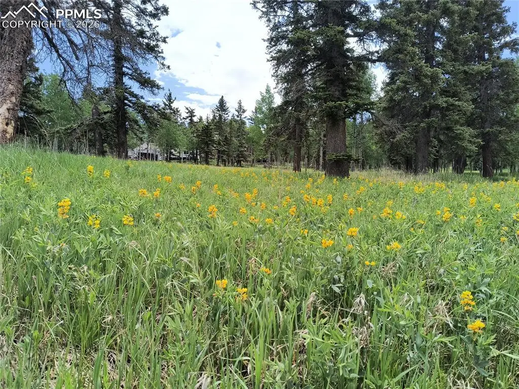 Will Scarlet Drive, Divide, CO 80814 - #1