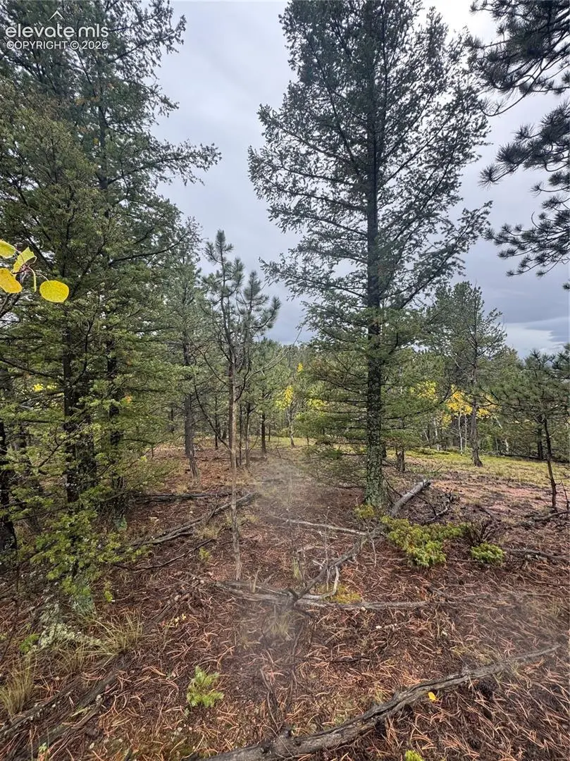 7935 County Road 51, Divide, CO 80814 - #2