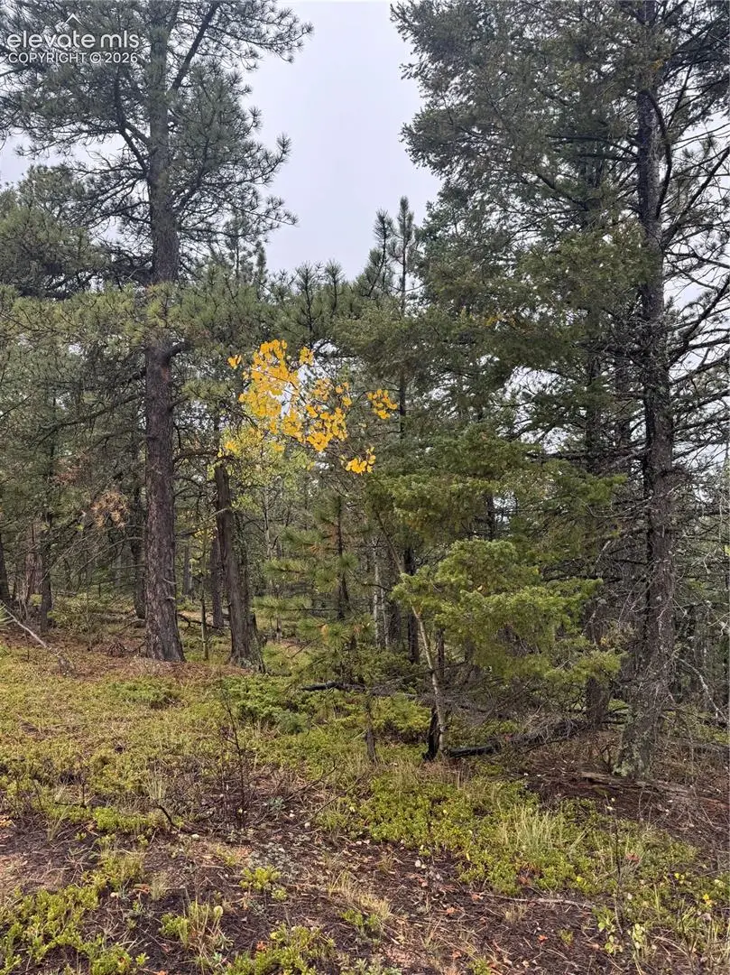 7935 County Road 51, Divide, CO 80814 - #3
