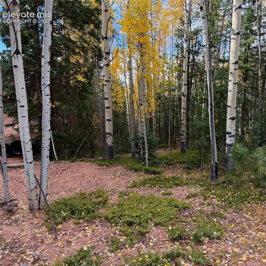 1341 Calcite Drive, Divide, CO 80814 - #3