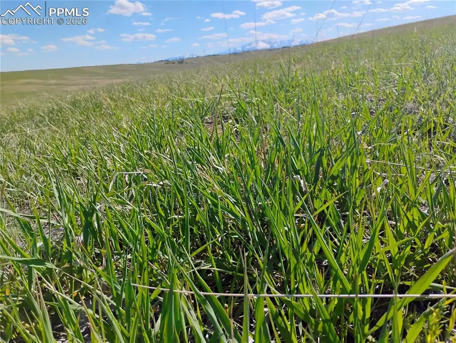 5565 Walker Road, Colorado Springs, CO 80908 - Image #3