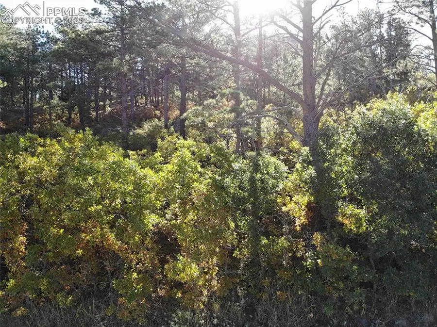 Oakdale Terrace, Monument, CO 80132 - Image #3