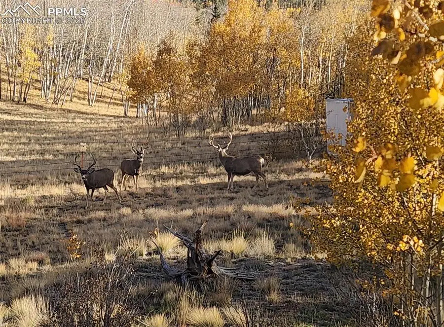 2387 Buffalo Ridge Road, Como, CO 80432 - Image #3