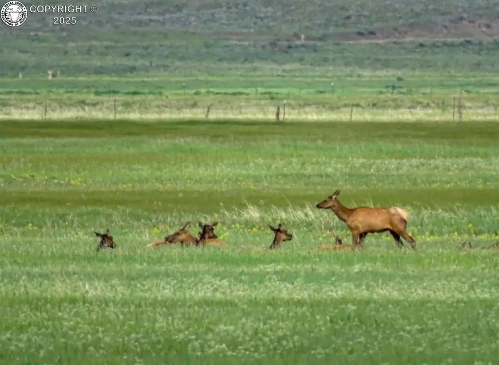 TBD County Road 119, Westcliffe, CO 81252 - Image #1