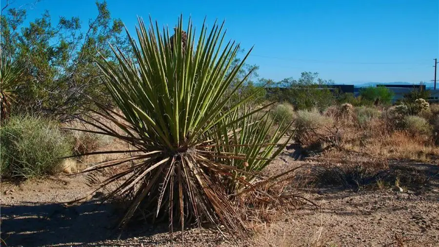 0 Latham Trail, Joshua Tree, CA 92252 - #3