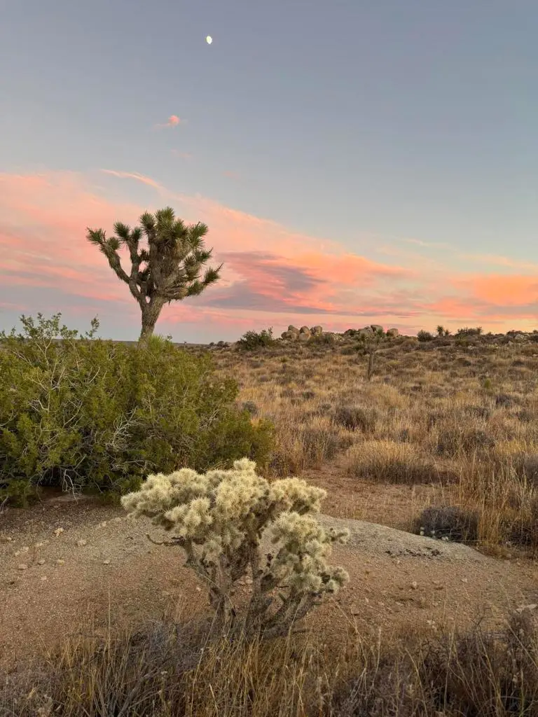 52185 Jalmar Road, Yucca Valley, CA 92284 - #3