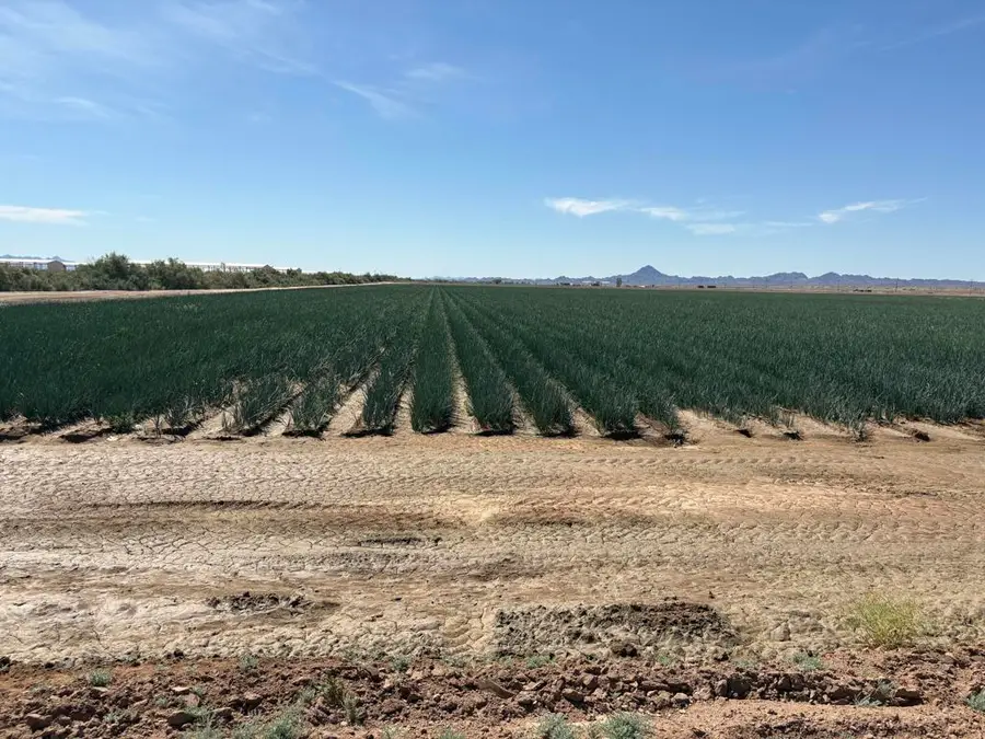 187 Water Toll Acres On Ben Hulse Highway, Blythe, CA 92225 - #3