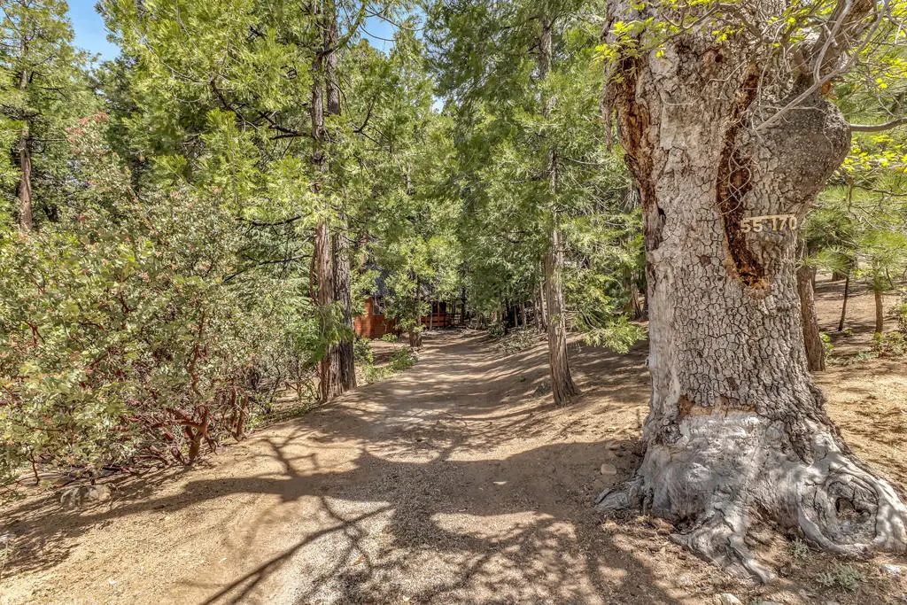 55170 Daryll Road, Idyllwild, CA 92549 - #1