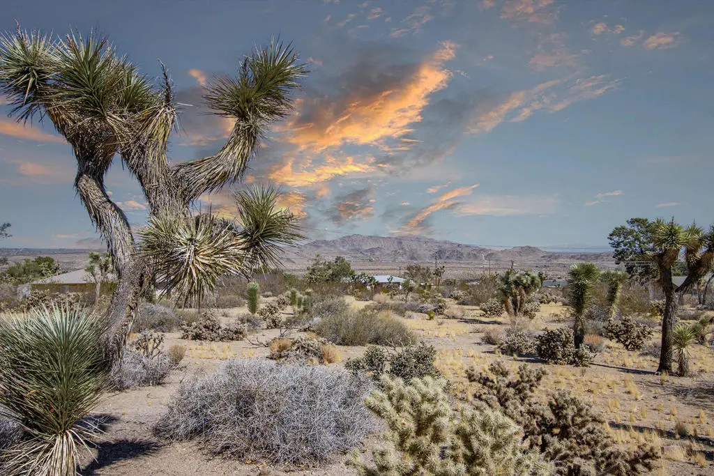60586 La Mirada Trail, Joshua Tree, CA 92252 - #1