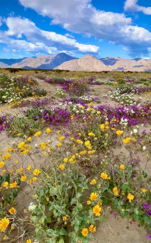 1634 Las Casitas Drive, Borrego Springs, CA 92004 - Image #3