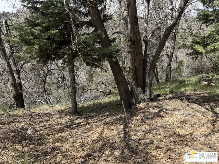 6032 Tripp Lane, Angelus Oaks, CA 92305 - #3