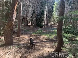 4142 Redtop, Bass Lake, CA 93604 - #1