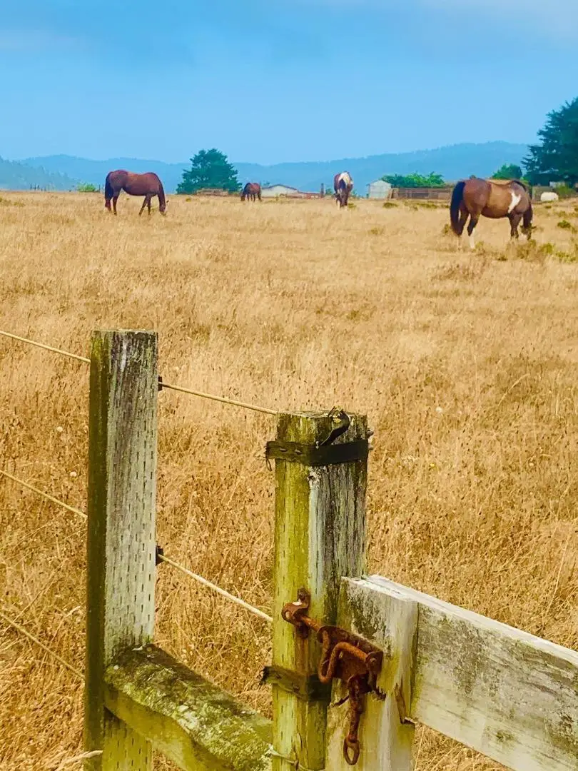 Address Withheld By Seller, Pescadero, CA 94060 - #2