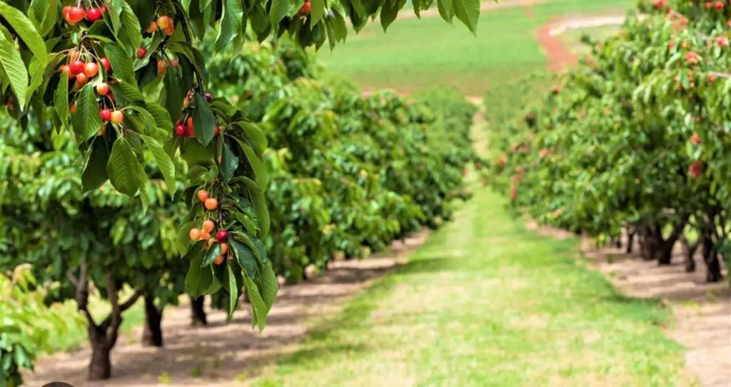 0 Apn 841-38-029, Gilroy, CA 95020 - Image #1