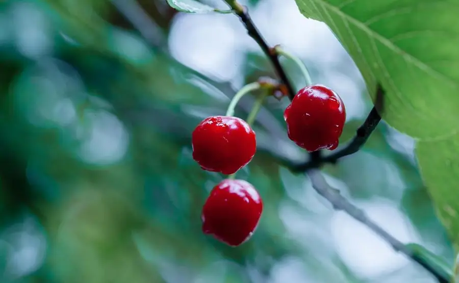 0 Apn 841-38-029, Gilroy, CA 95020 - Image #2