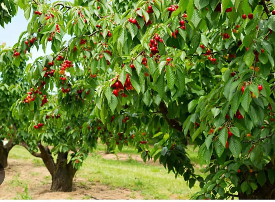 0 Apn 841-38-029, Gilroy, CA 95020 - Image #3