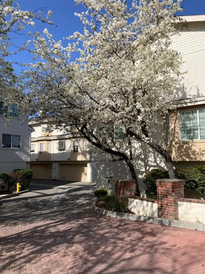 3673 S Bascom Avenue, Campbell, CA 95008 - Image #1