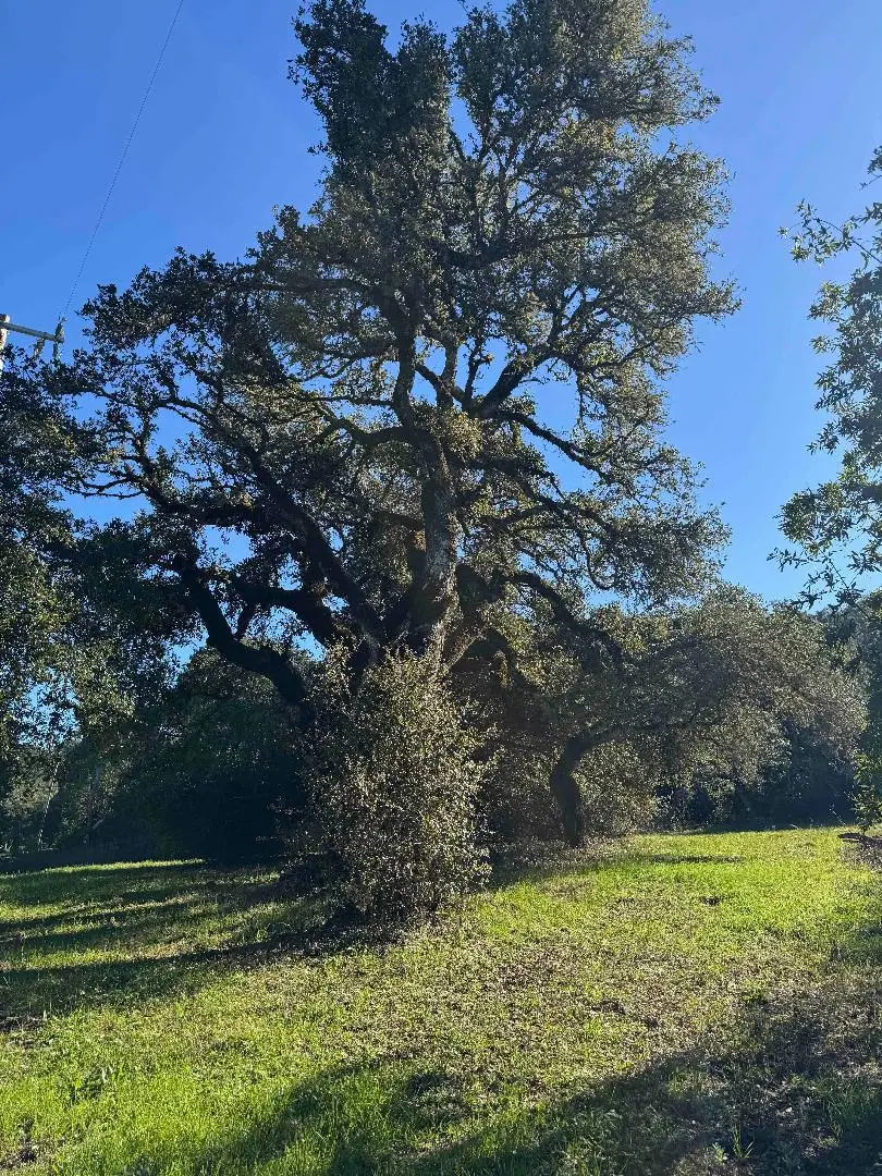 250 Heacox, Woodside, CA 94062 - #3