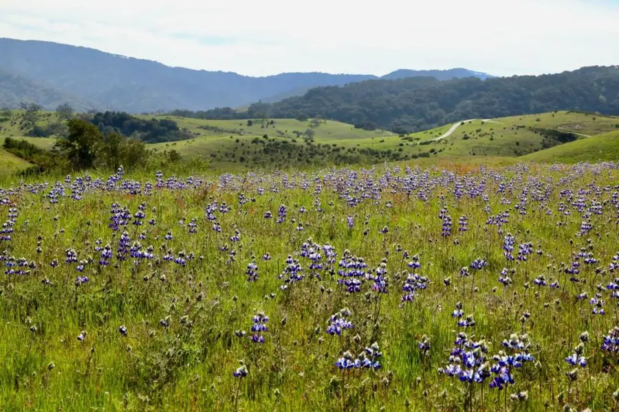 1 Peon Peak Trail (lot 217), Carmel, CA 93923 - #3