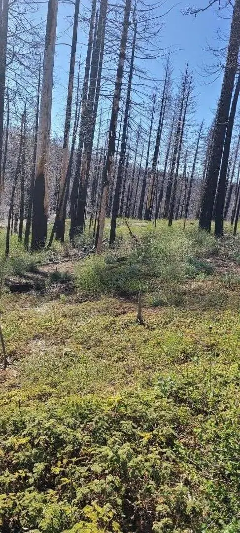 5406 Wooded Glen Drive, Grizzly Flats, CA 95636 - #2