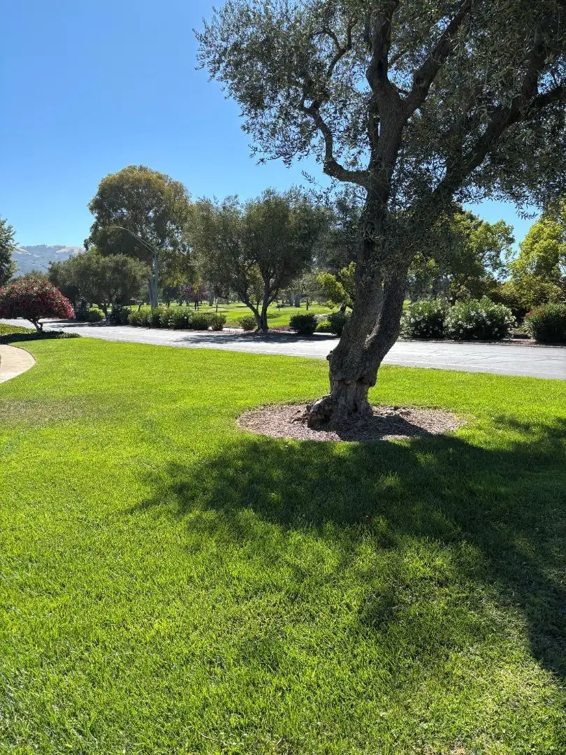 5109 Cribari Place, San Jose, CA 95135 - #2